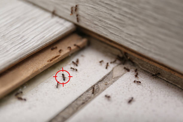 Best Cockroach Control Services  in Cherokee, NC